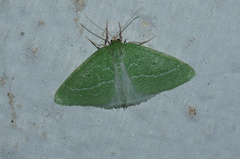 Synchlora faseolaria