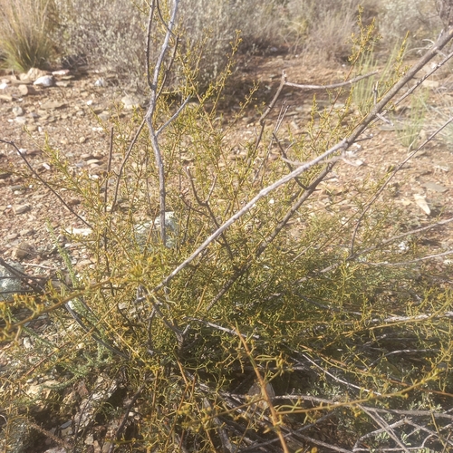 Image of Threeflower Rootthug by (c) kevin koen, some rights reserved (CC BY-SA)