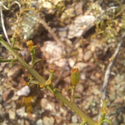 Image of Thesium triflorum by (c) kevin koen, some rights reserved (CC BY-SA)