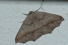 Prochoerodes forficaria