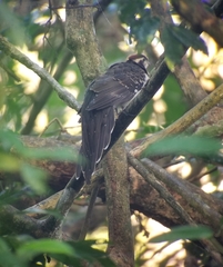 Dromococcyx phasianellus