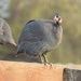 Domestic Guineafowl - Photo (c) rastor, some rights reserved (CC BY-NC)