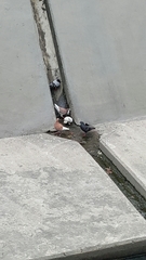 Columba livia domestica