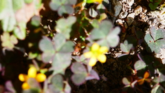 Oxalis corniculata