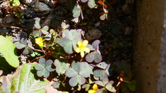 Oxalis corniculata