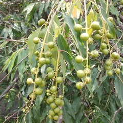 Prunus serotina capuli
