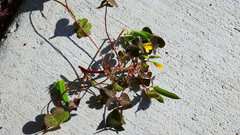 Oxalis corniculata