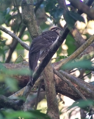 Dromococcyx phasianellus