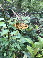 Epobeidia tigrata tigrata