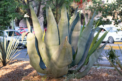 Agave valenciana