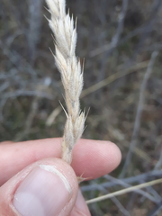 Leymus innovatus
