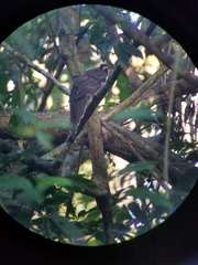 Dromococcyx phasianellus