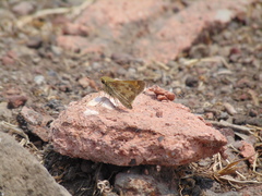 Atalopedes campestris huron