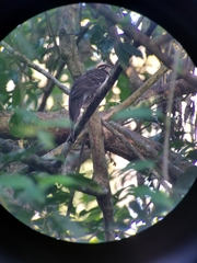 Dromococcyx phasianellus