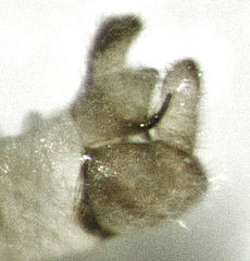 Acizzia acaciaebaileyanae