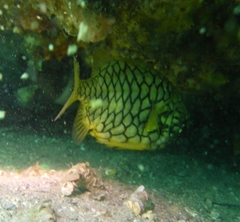 Cleidopus gloriamaris