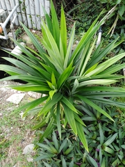 Pandanus amaryllifolius