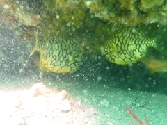 Cleidopus gloriamaris