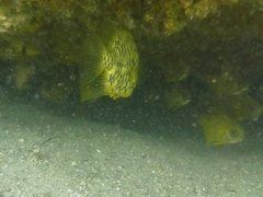 Cleidopus gloriamaris