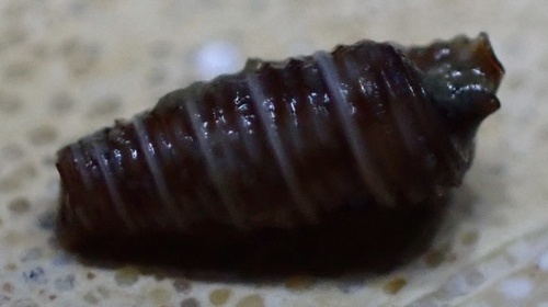 Seila assimilata observed 2024-03-27