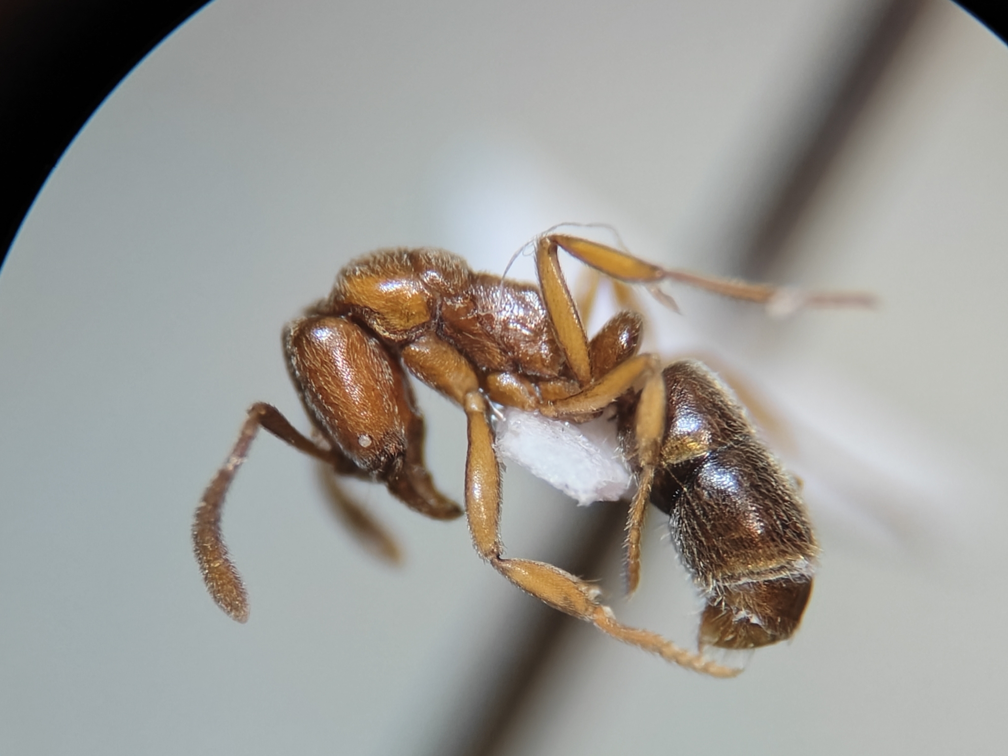 Hypoponera foeda