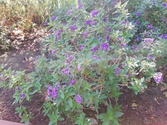 Heliotropium arborescens