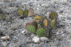 Opuntia stenopetala