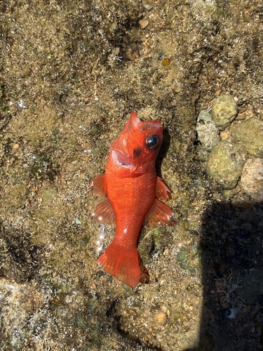 Brazilian flamefish (Apogon americanus) — Apogonidae — 2