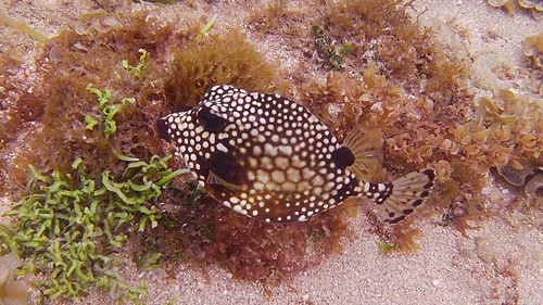 Smooth Trunkfish