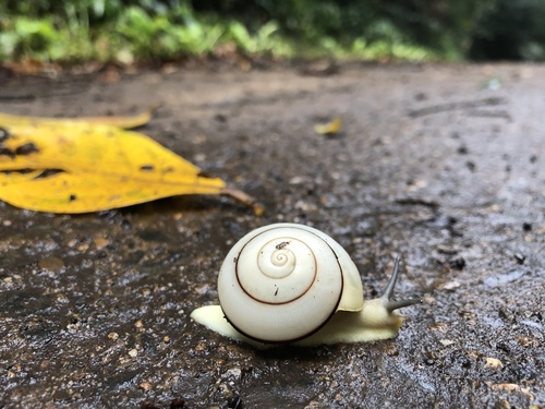 Camaena chuongi
