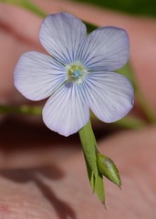 Linum bienne