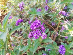 Heliotropium arborescens