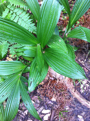 Veratrum fimbriatum