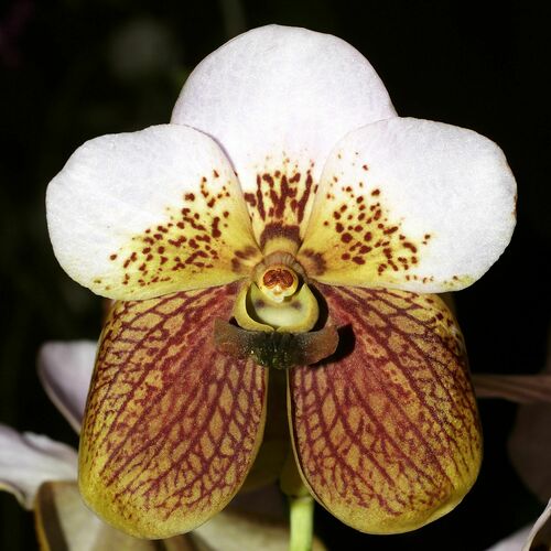 Vanda sanderiana