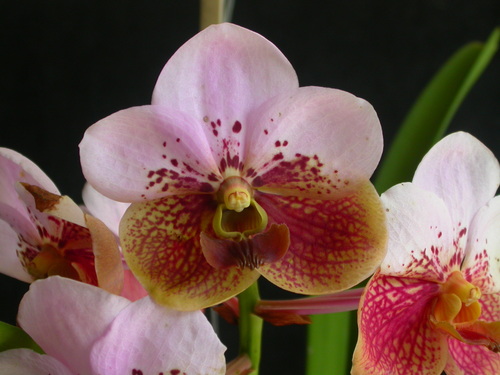 Vanda sanderiana
