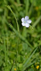 Linum bienne