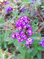 Heliotropium arborescens