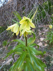 Fritillaria raddeana