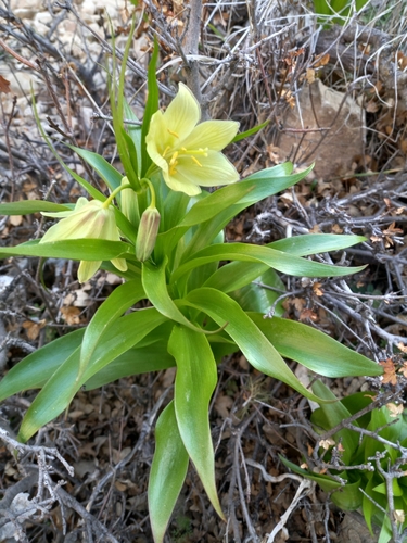 Fritillaria raddeana, photograph 2