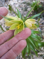 (c) موسی مزینانیان Mousa Mazinanian, some rights reserved (CC BY) Fritillaria raddeana, photograph (c) موسی مزینانیان Mousa Mazinanian, some rights reserved (CC BY)