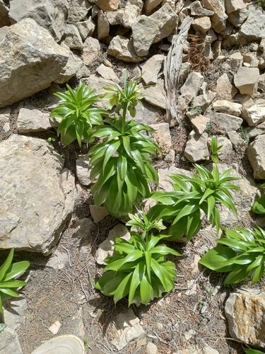 Fritillaria raddeana, photograph 4