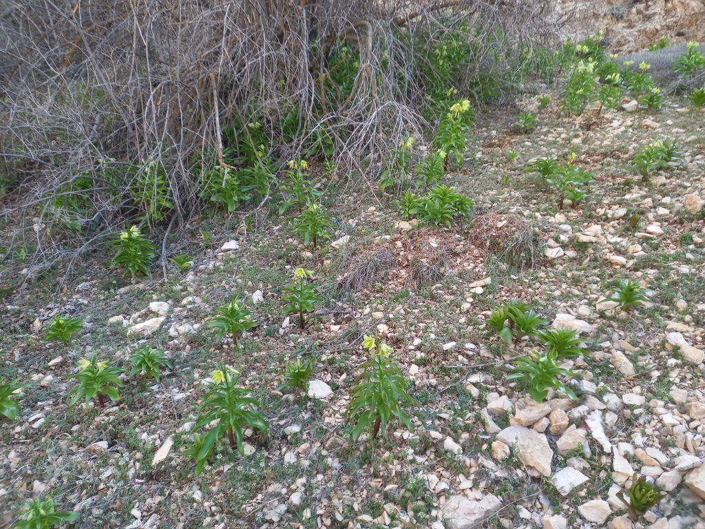 Fritillaria raddeana; photograph (c) موسی مزینانیان Mousa Mazinanian, some rights reserved (CC BY)