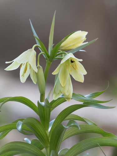 Fritillaria raddeana, photograph 5