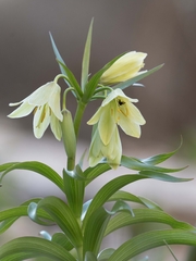 (c) موسی مزینانیان Mousa Mazinanian, some rights reserved (CC BY) Fritillaria raddeana, photograph (c) موسی مزینانیان Mousa Mazinanian, some rights reserved (CC BY)