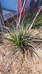 Hesperaloe parviflora