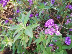 Heliotropium arborescens