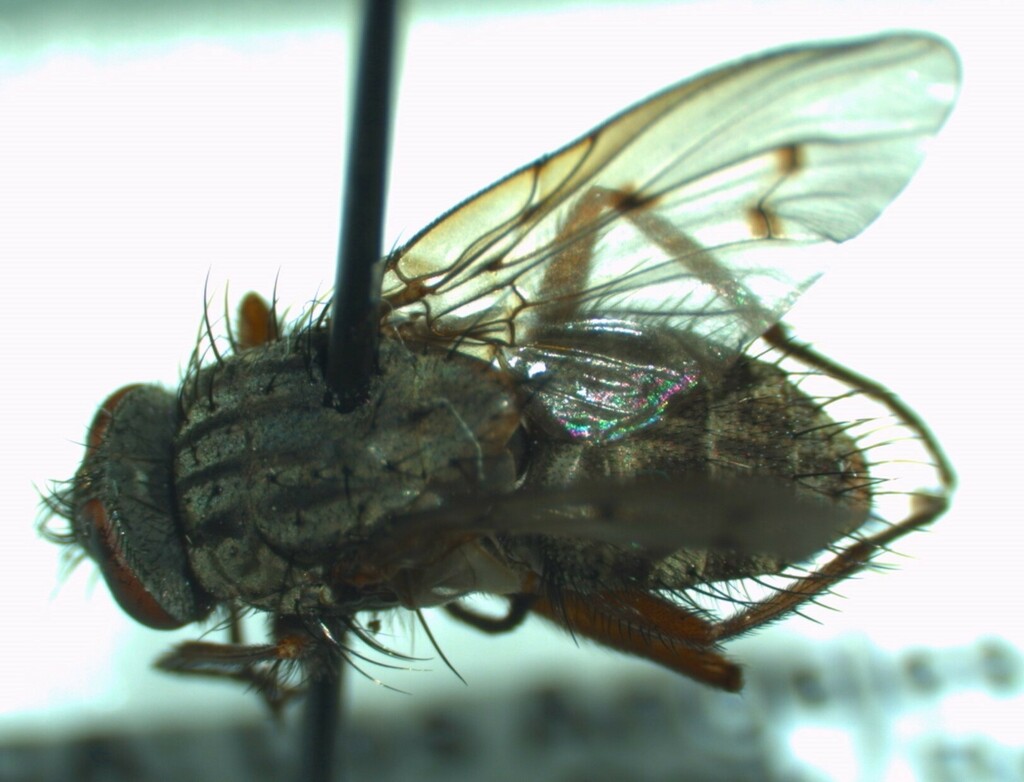 Phaonia texensis