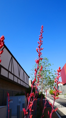 Hesperaloe parviflora