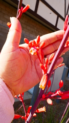 Hesperaloe parviflora