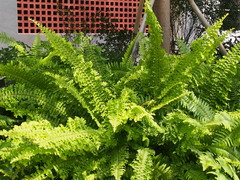 Blechnum gibbum